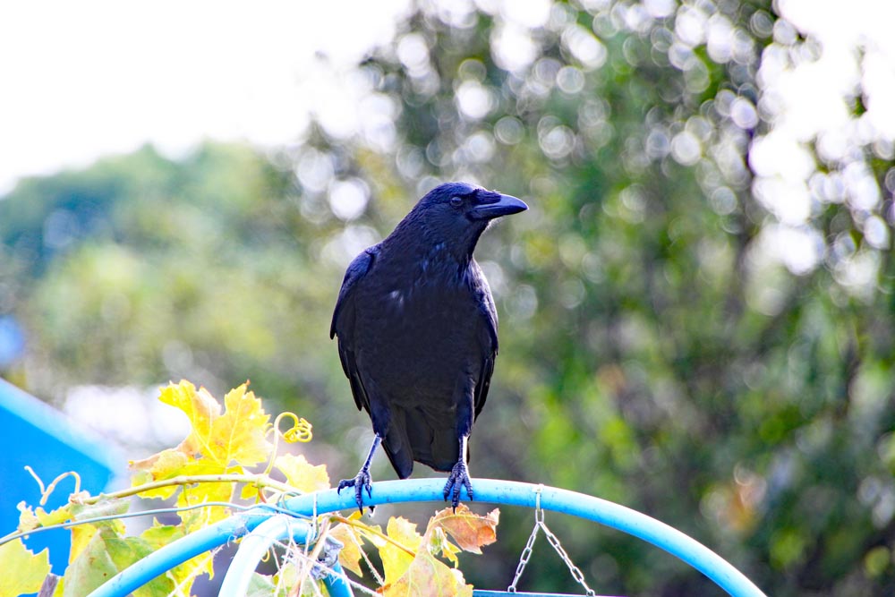 Eastney and Milton Allotment Association