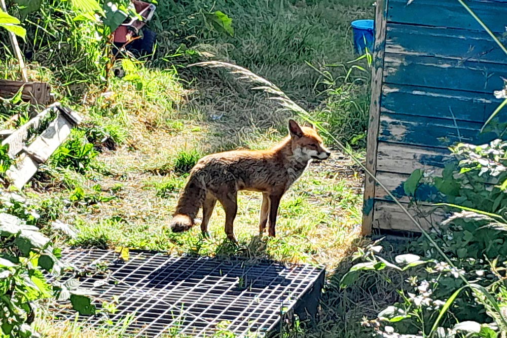 A Fox enjoying the summer sun at Eastney allotments, Portsmouth.