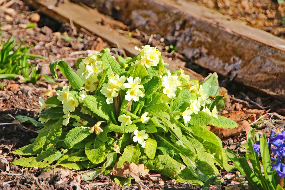 Spring flowers at Eastney and Milton Allotments