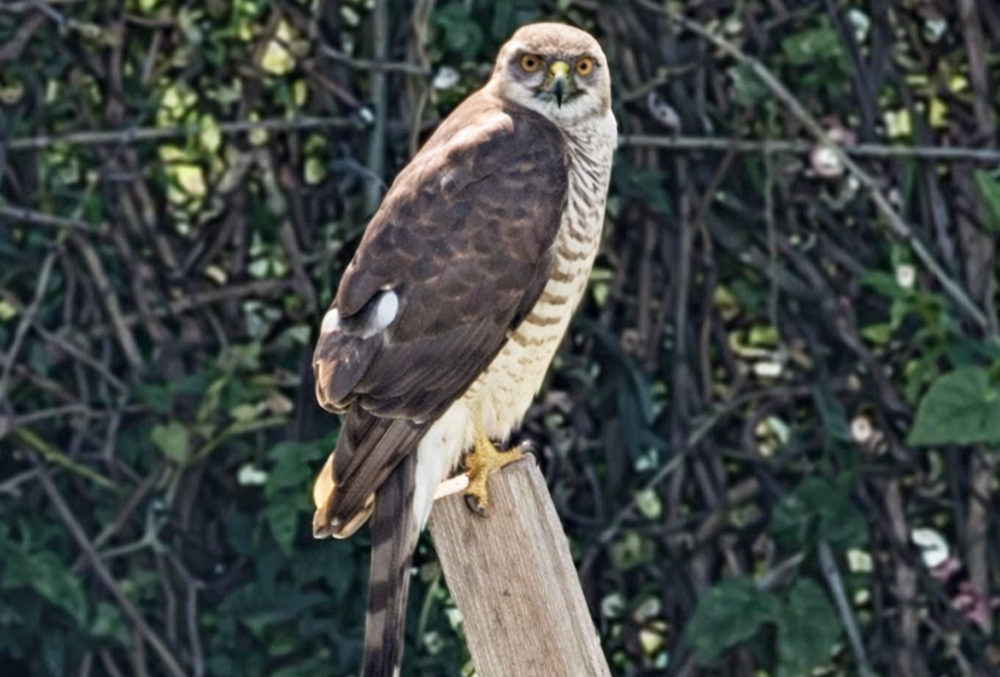 Peregine Falcon spotted at Eastney Lake Allotments, Milton, Portsmouth