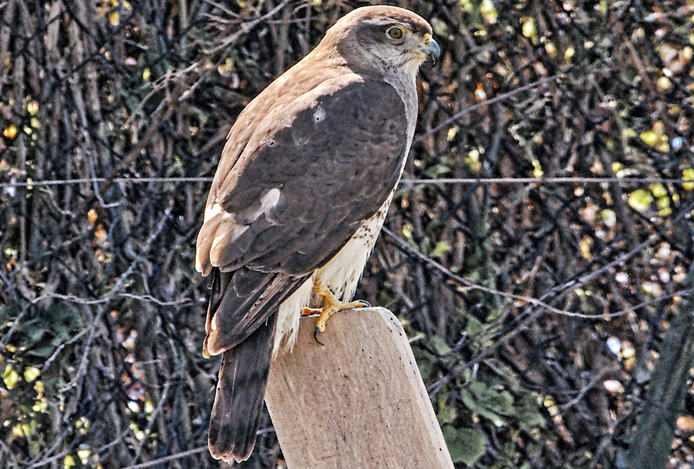 Peregine Falcon on post at Eastney Lake Allotments, Milton, Portsmouth