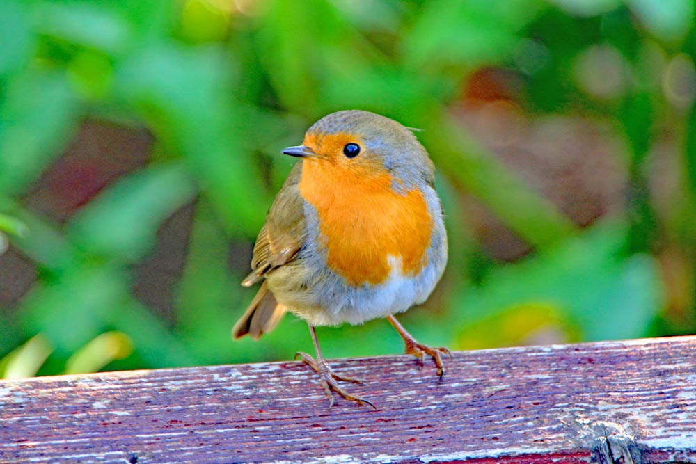Robin at the allotment.