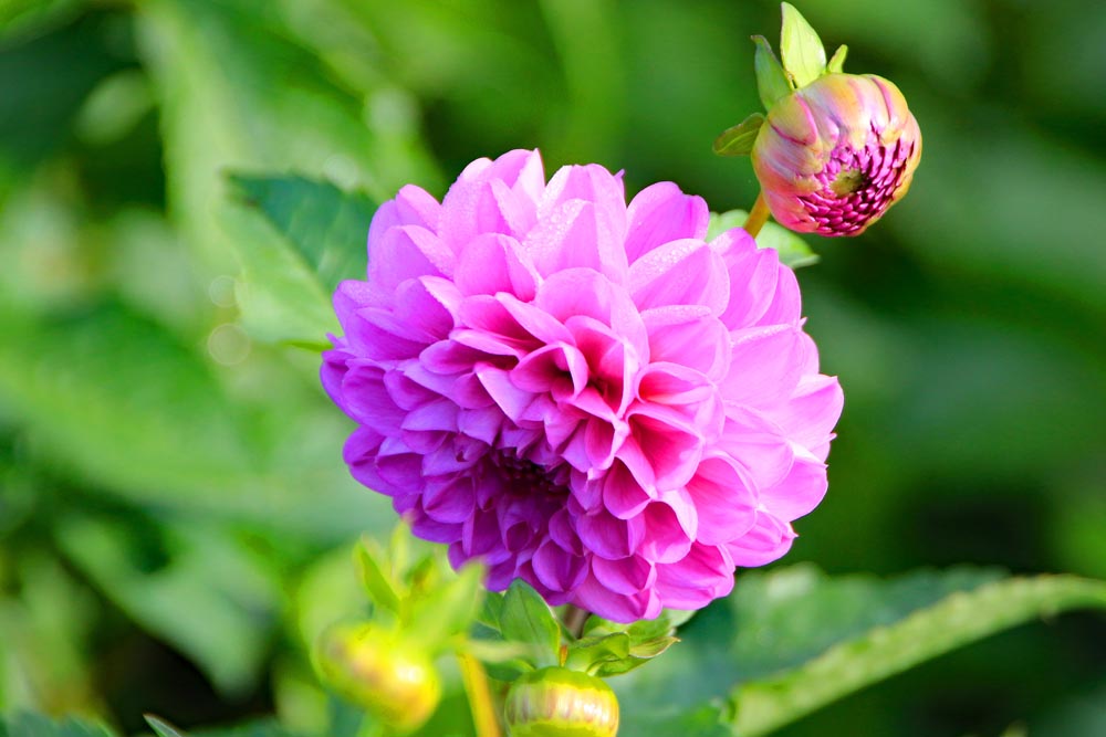 Flower bloom Eastney allotments.